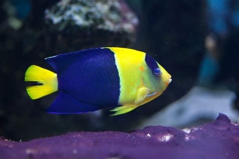 25 Best Saltwater Aquarium Fish Species (With Pictures).